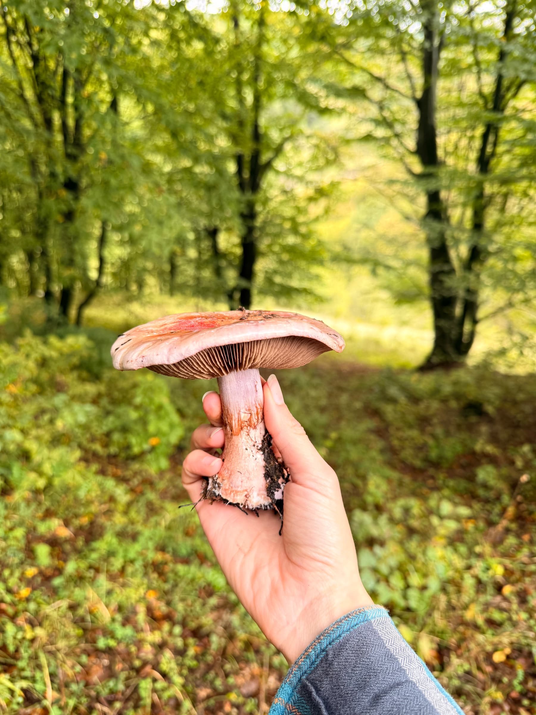 Դիլիջանից Պարզ լիճ
